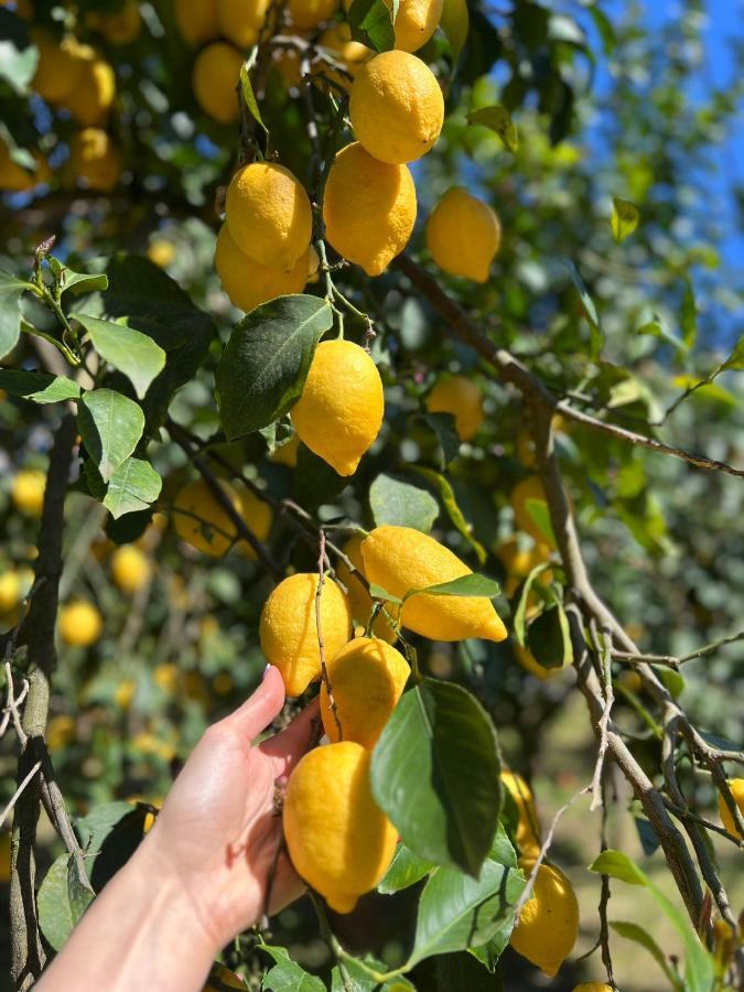 Tenuta Di Leva Piano di Sorrento Kültér fotó