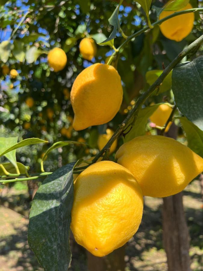 Tenuta Di Leva Piano di Sorrento Kültér fotó